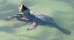 Mauremys leprosa leprosa