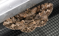 Hypomecis externaria