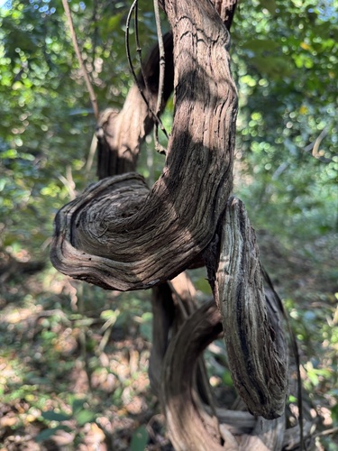 Entada rheedei, photograph 6