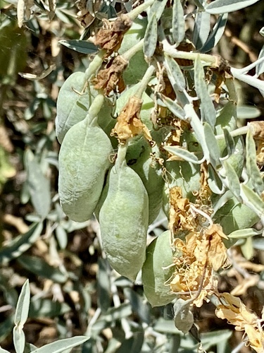 iNaturalist observation photo of Bladderpod