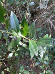 Vaccinium exul