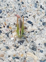 Conocephalus saltans