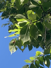 Ulmus