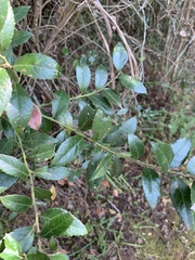 Vaccinium exul