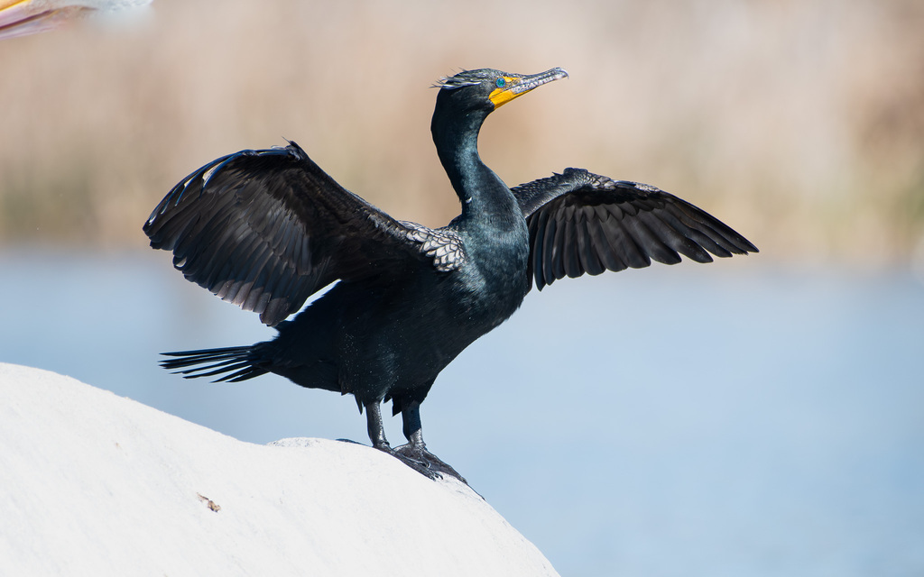 Double-crested Cormorant (Nannopterum auritum) photo