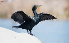 Double-Crested Cormorant photo 1