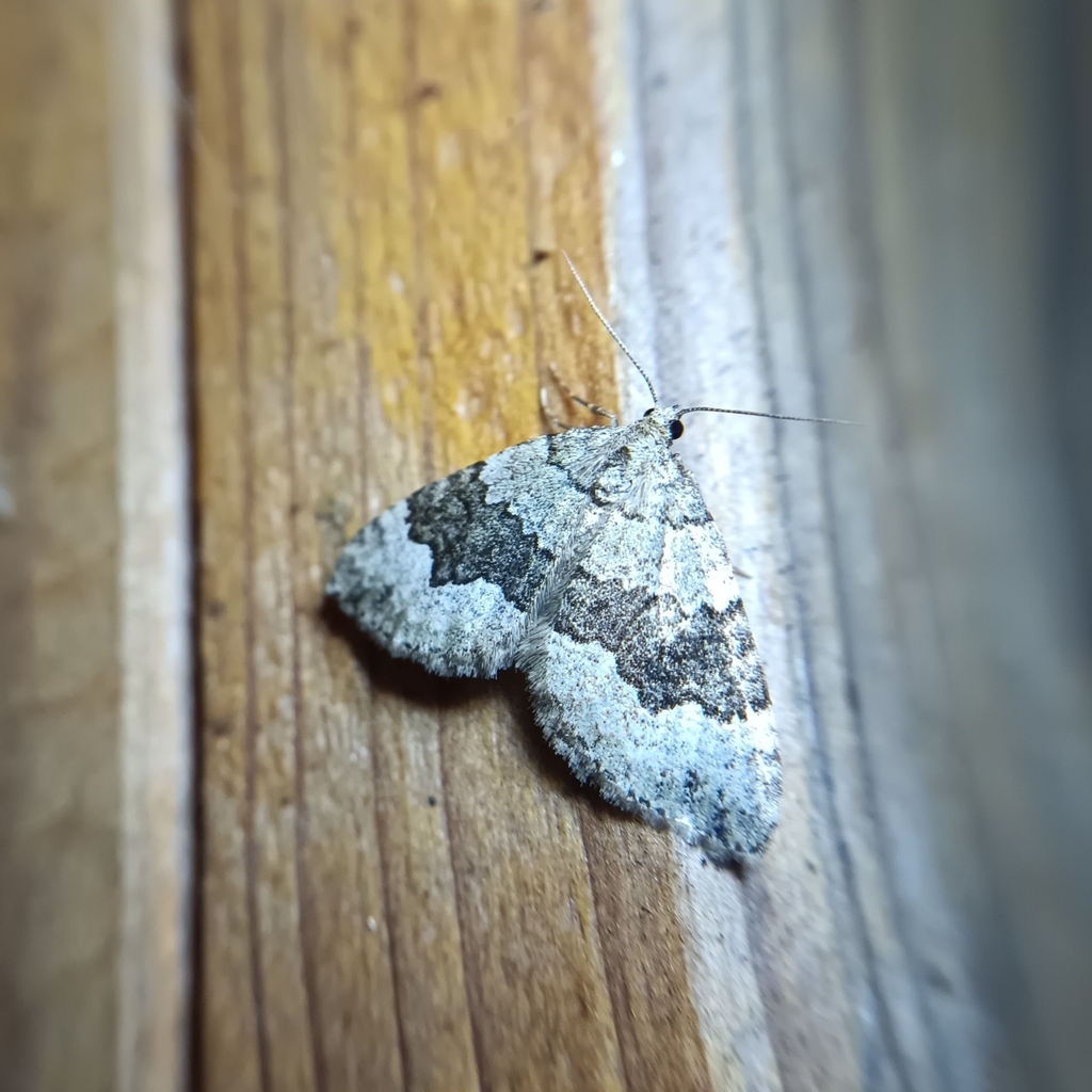 Colostygia aptata