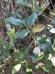 Vaccinium exul