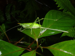 Mayacephalus dickmanorum