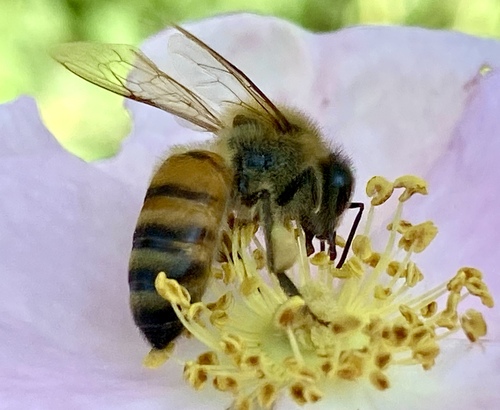 iNaturalist observation photo of Western Honey Bee