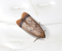 Aeolothapsa acrocosma
