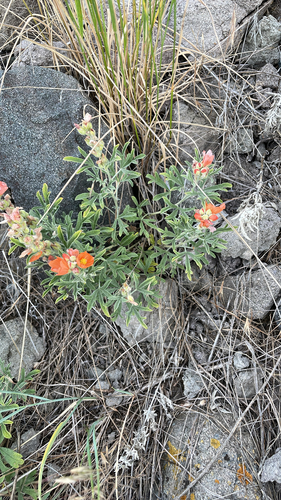 iNaturalist observation 2025-06-20