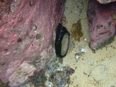 Scutus antipodes