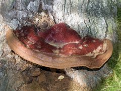 Ganoderma lucidum