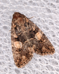 Condica macrosema