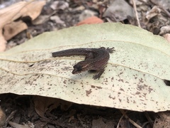 Lepidoblepharis buchwaldi