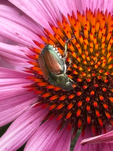 Japanese Beetle