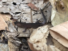Lepidoblepharis buchwaldi