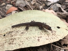 Lepidoblepharis buchwaldi