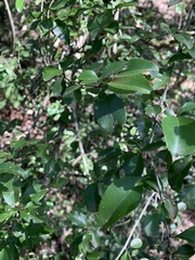 Gymnosporia harveyana