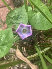 Ipomoea purpurea