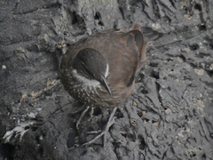 Cinclodes nigrofumosus