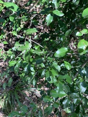 Gymnosporia harveyana