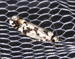 Lichenaula calligrapha