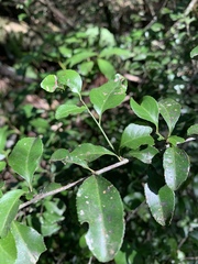 Gymnosporia harveyana