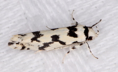 Lichenaula calligrapha