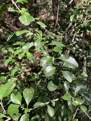 Gymnosporia harveyana