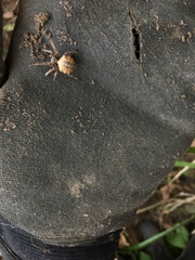 Acanthepeira cherokee