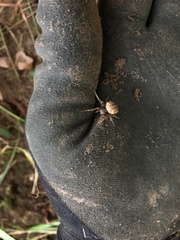 Acanthepeira cherokee