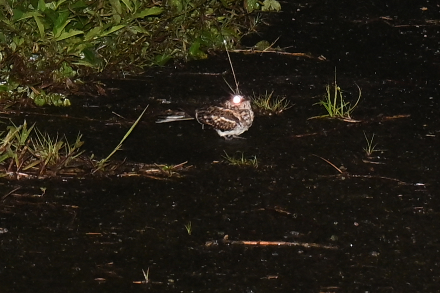 White-tailed Nightjar (Hydropsalis cayennensis), photo 3