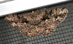 Hypomecis externaria