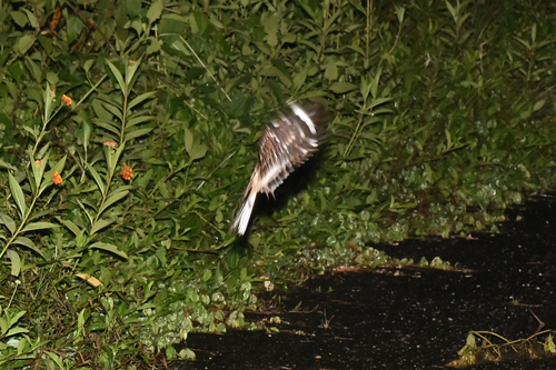 White-tailed Nightjar (Hydropsalis cayennensis), photo 2