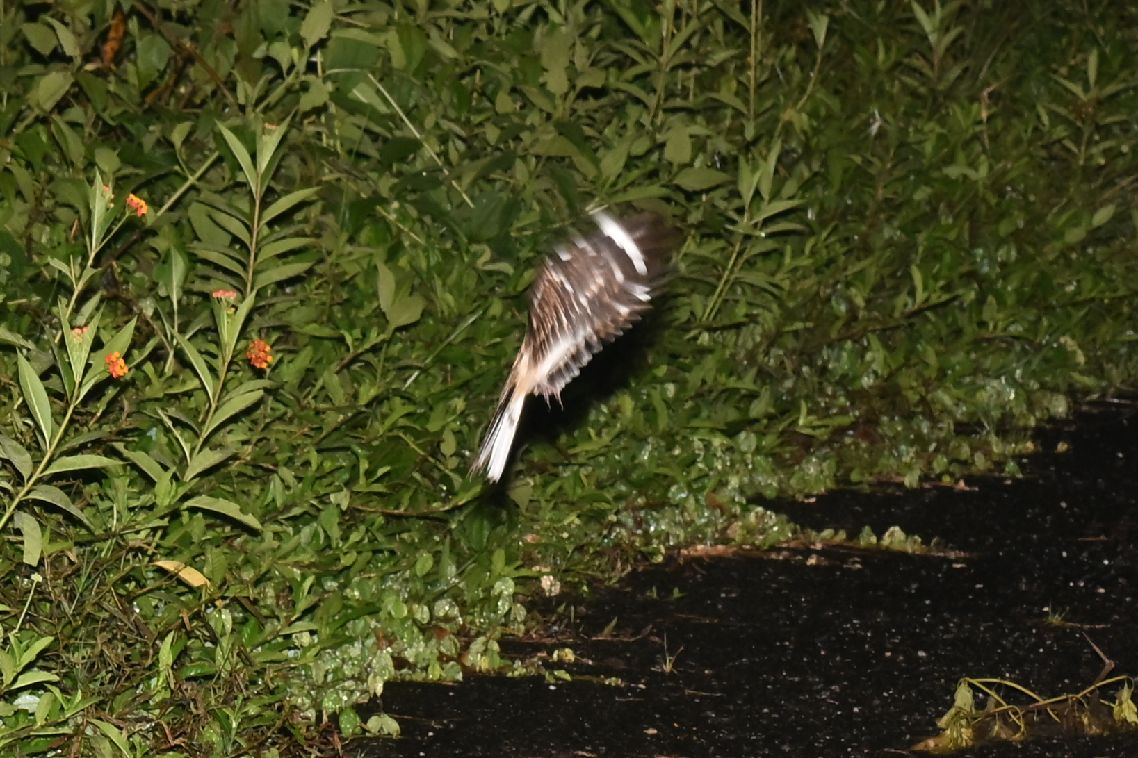 White-tailed Nightjar (Hydropsalis cayennensis), photo 4