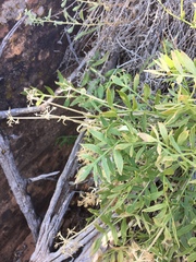 Lomatium latilobum