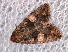 Condica macrosema