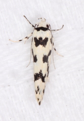 Lichenaula calligrapha