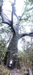 Ceiba trischistandra