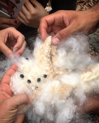 Ceiba trischistandra