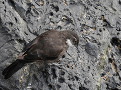 Cinclodes nigrofumosus