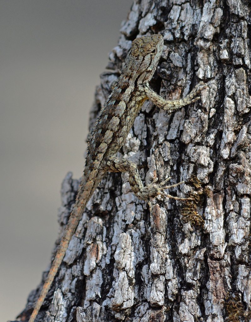 texas-spiny-lizard-from-far-north-central-san-antonio-tx-usa-on