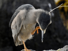 Nycticorax nycticorax