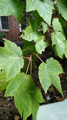 Acer rubrum