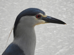 Nycticorax nycticorax