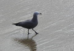 Leucophaeus modestus