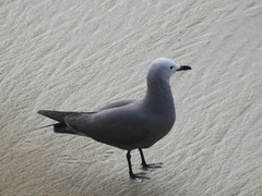 Leucophaeus modestus