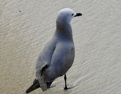 Leucophaeus modestus